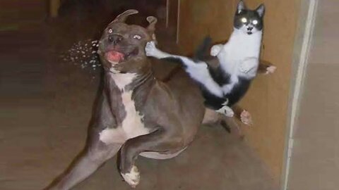 Angry Cats Vs Dogs Funny Compilation Video Ever 🐱 vs 🐶"