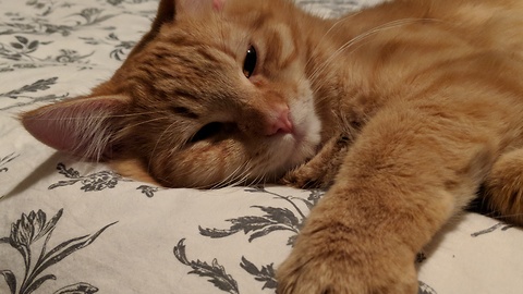 Kitten really hates owner's smelly feet