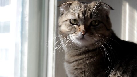 Cat staring out the window