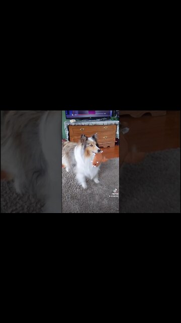 Dont Touch me.... #shorts , #fyp