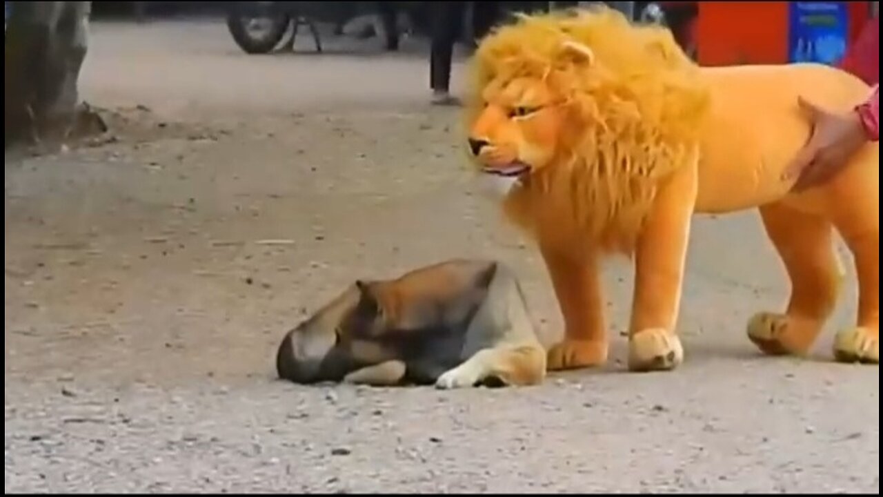 Prank_Dog_Funny_&_fake_Lion_and_Fake_Tiger_Prank_To_dog_&_Huge_Box_Prank_to_dog