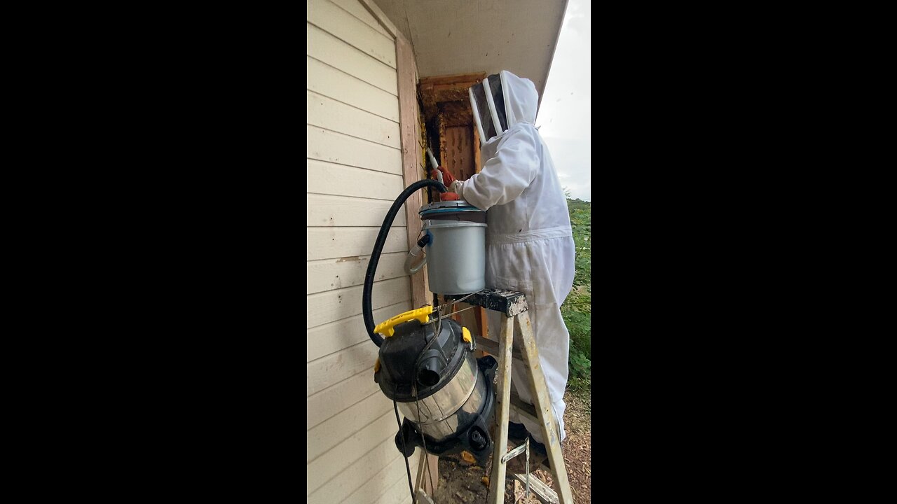 Bee vacuum