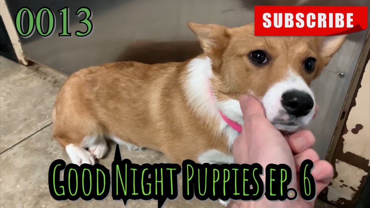 the[DOG]diaries [0013] Good Night Puppies - Episode 6 [#dogs #doggies #theDOGdiaries]