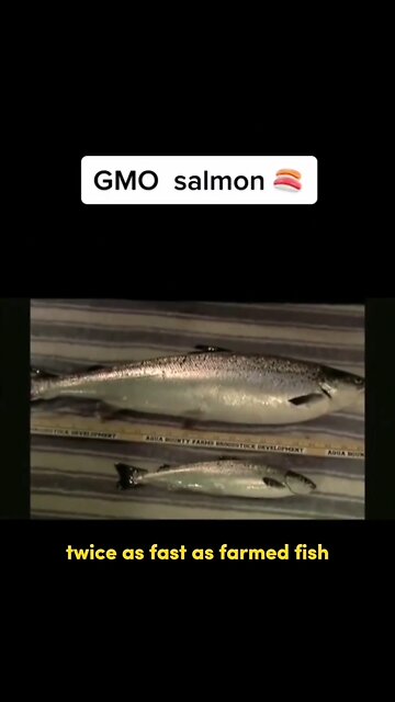 GMO Salmon