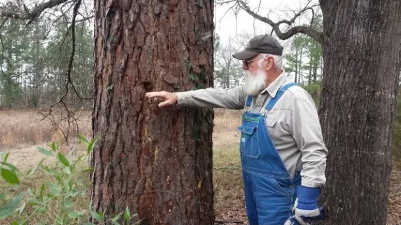 Off Grid Log Cabin, Salvaged Trees for Sawmill Lumber