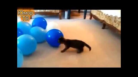 Funny cats vs balloons