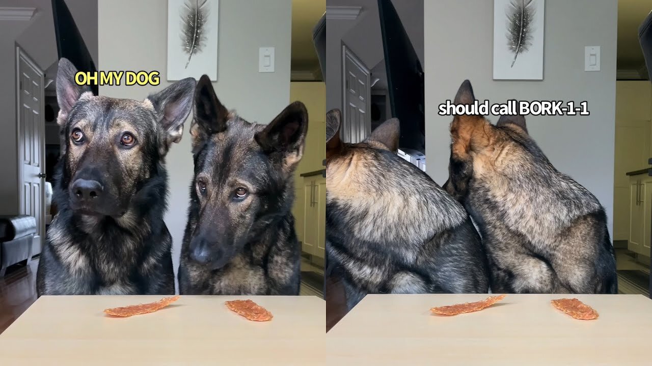 SPY CAM: Will My Dogs Steal Treats?