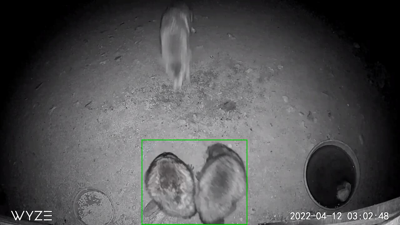 Raccoons vs coyote