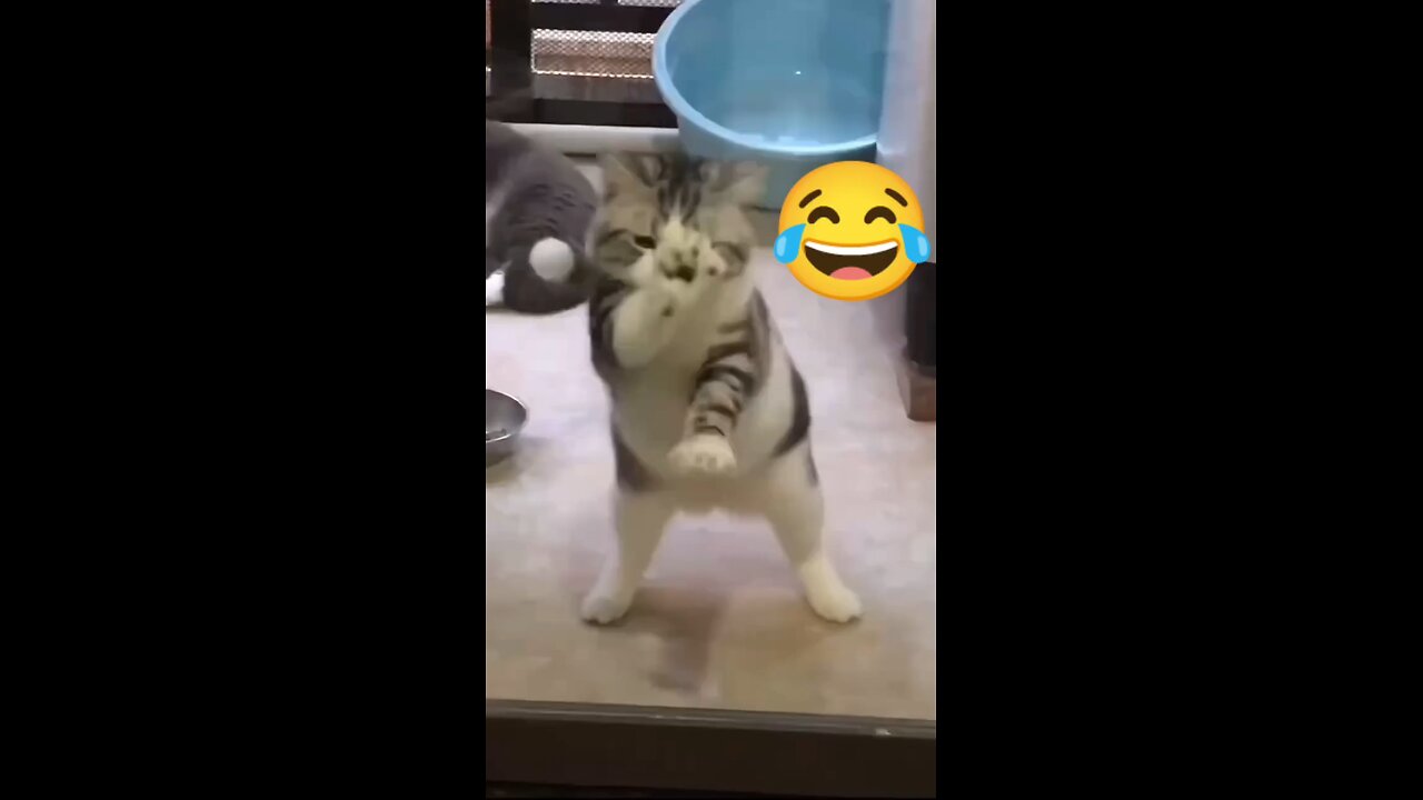 dancing cat 🤣🤣