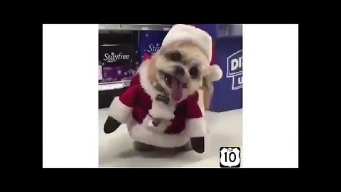 Funny dogs