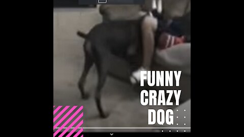 funny dog,crazy dog,mad dog