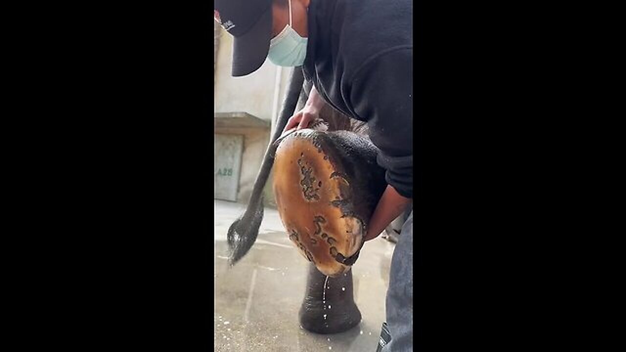 Man Clean Foot of elephant