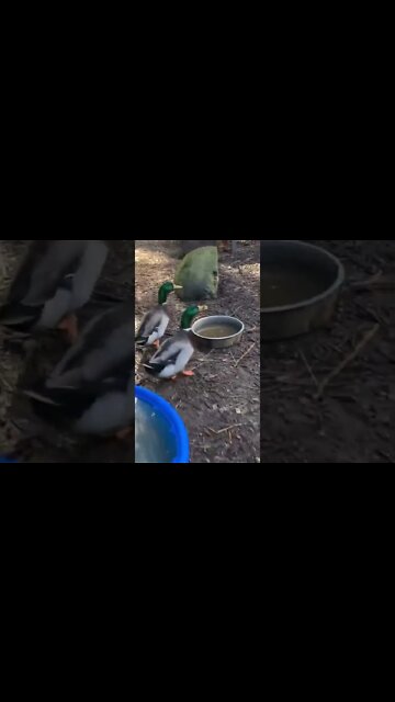 Just digging for bugs￼