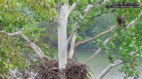 USS Eagles - Dad slips off branch