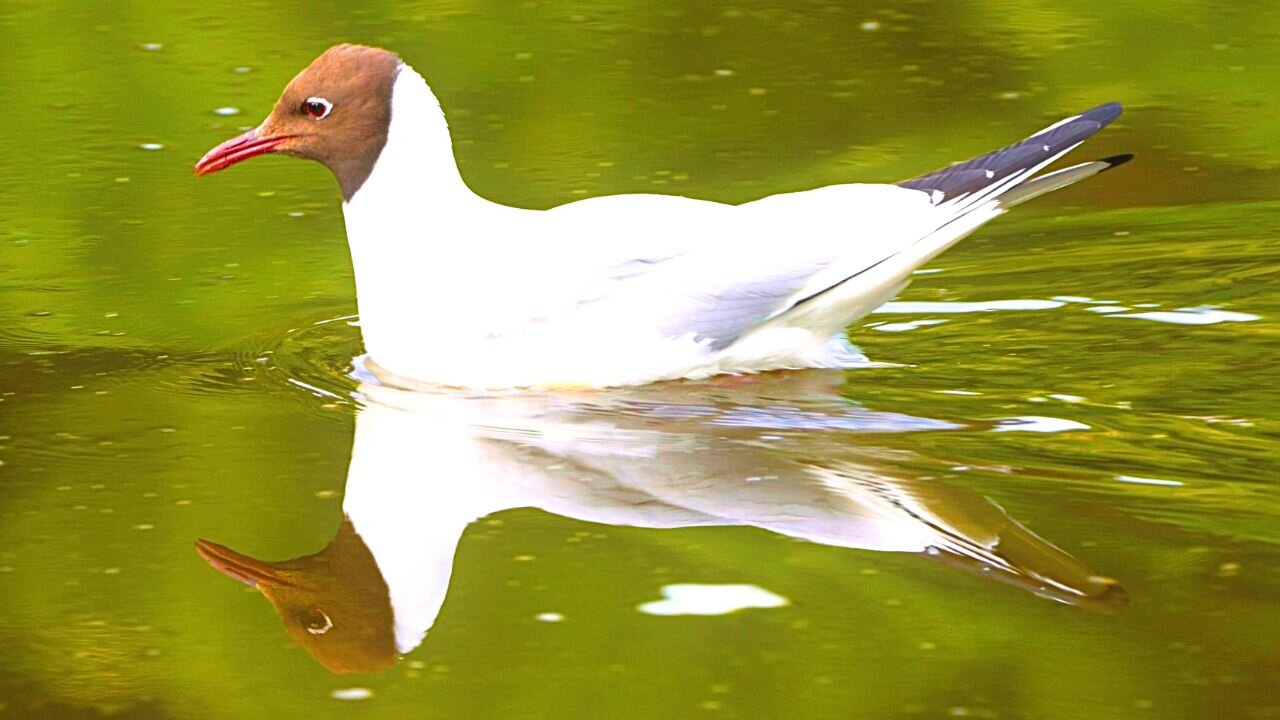 Black-Headed Gull Zigzag Swimming in the Duck Pond