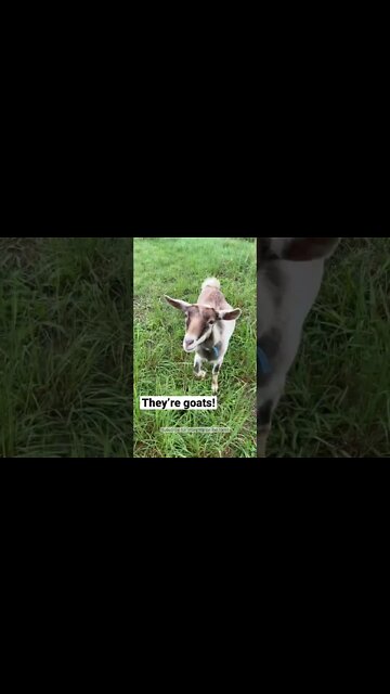 Why we love goats #shorts