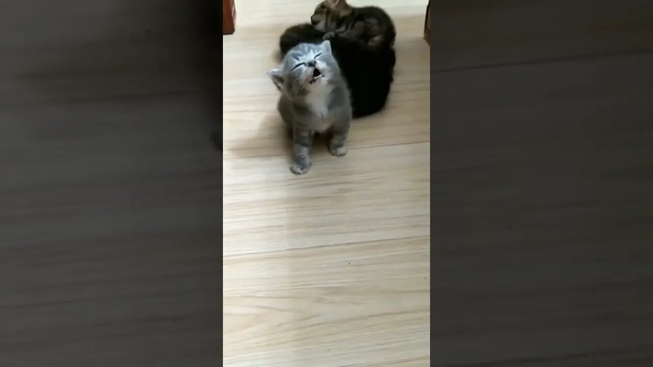 BEST 😍FUNNY😍 PET VIDEOS #80 - Try Not To Laugh #shorts