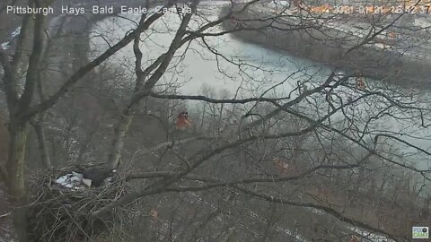 Hays Bald Eagles Dad brings Mom gift food 2021 01 21 441pm