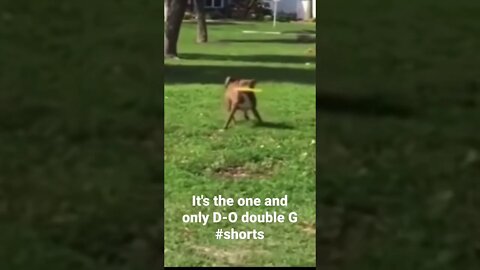 It's the one and only D-O double G #shorts