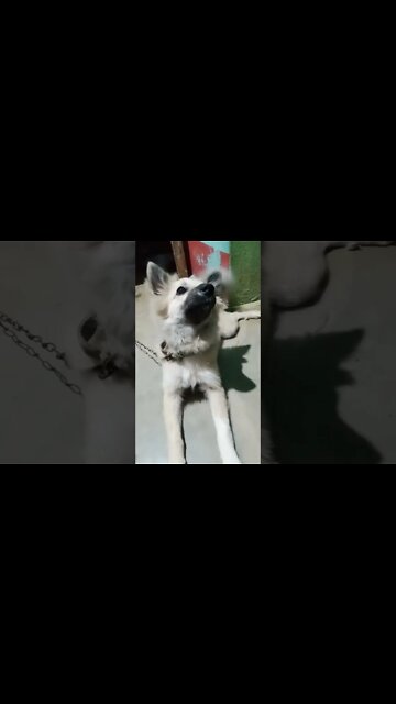 #shorts #india #foryou #attitude #pitbulllovers #cute