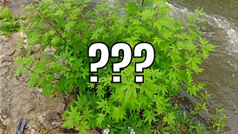 Marijuana Infested Creek?