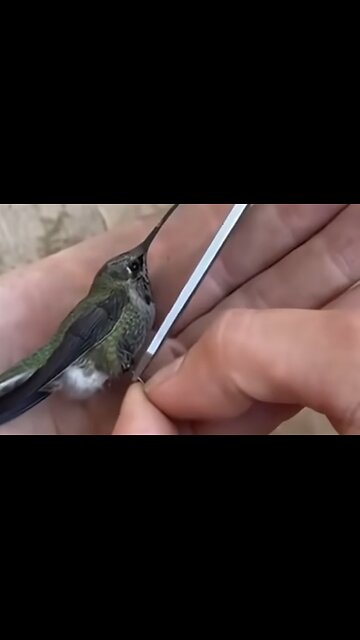 Hummingbird Brings Family to Thank Rescuer,VIRAL,HELPING BIRD IN TRUBEL,