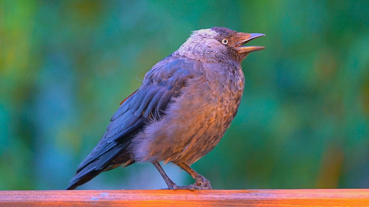 Close-ups of Jackdaws Perching on a Park Bench