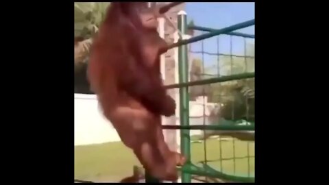 Orangutan on a trampoline