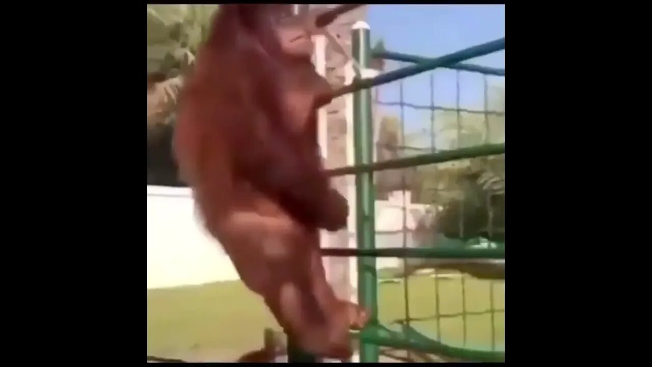 Orangutan on a trampoline