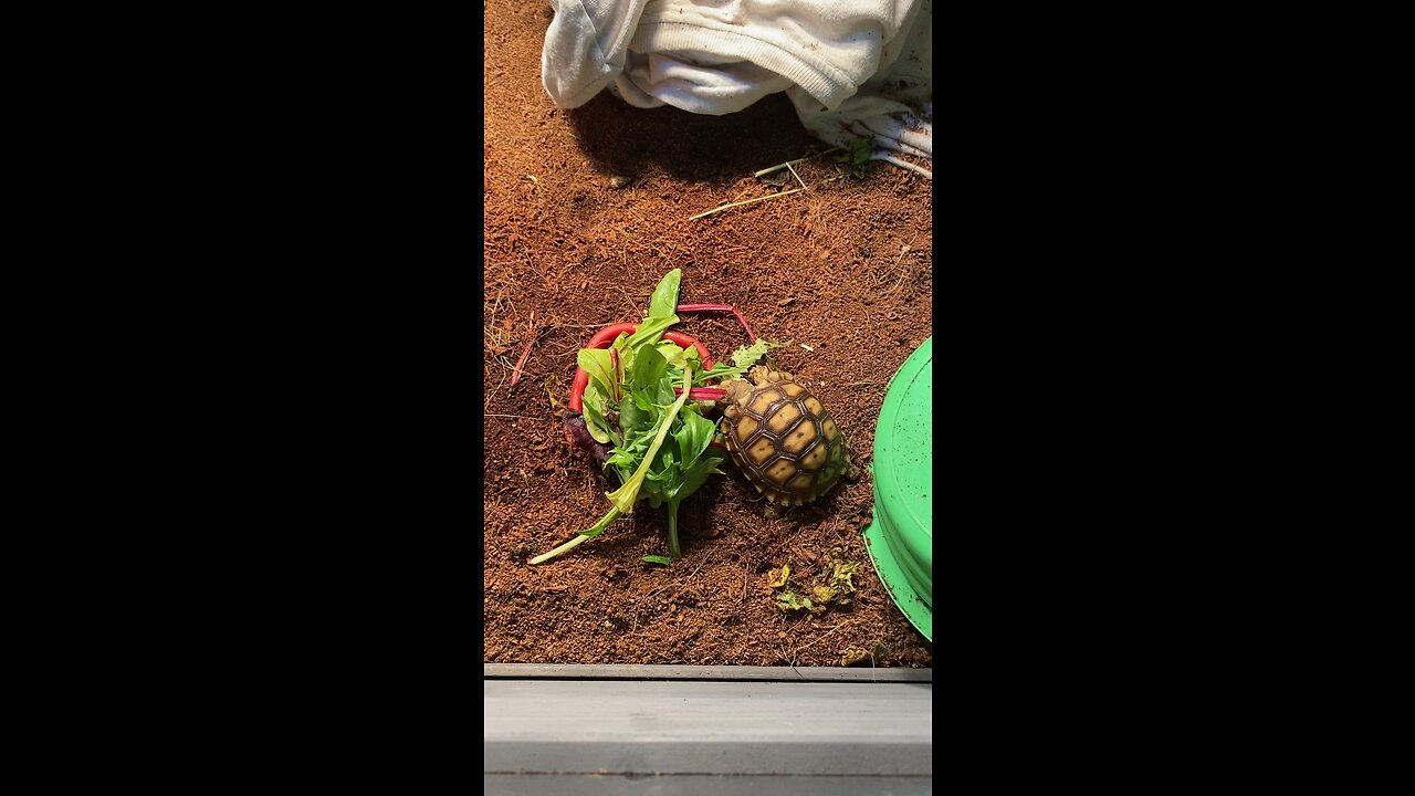 Otis The Tortoise (hatched sulcata tortoise)