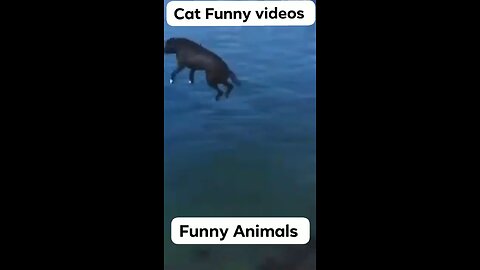 Funny Animal Clips 😂