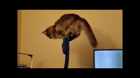 cat perched on something high up, looks uncomfortable