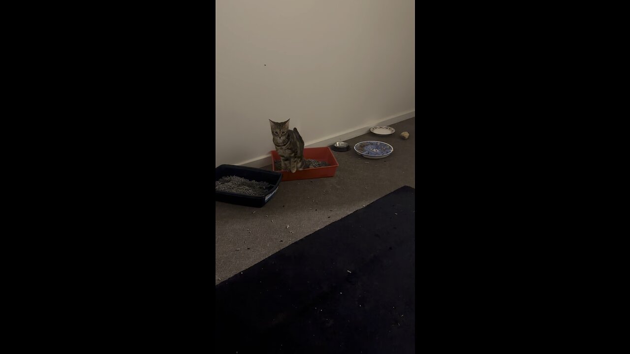 Pooping cat
