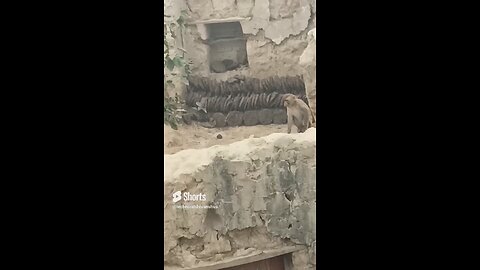 monkey🐒🐒 #funny #comedy#viral #trending #monkey #shorts #yt