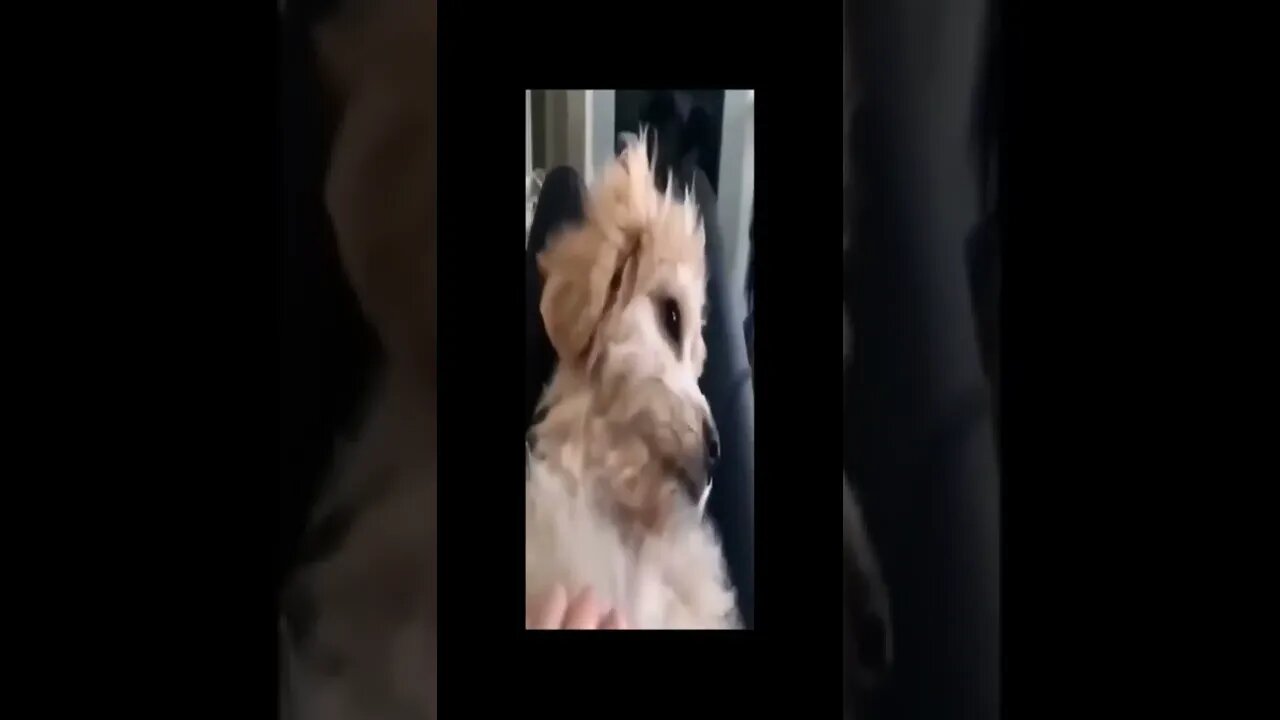 dog 30