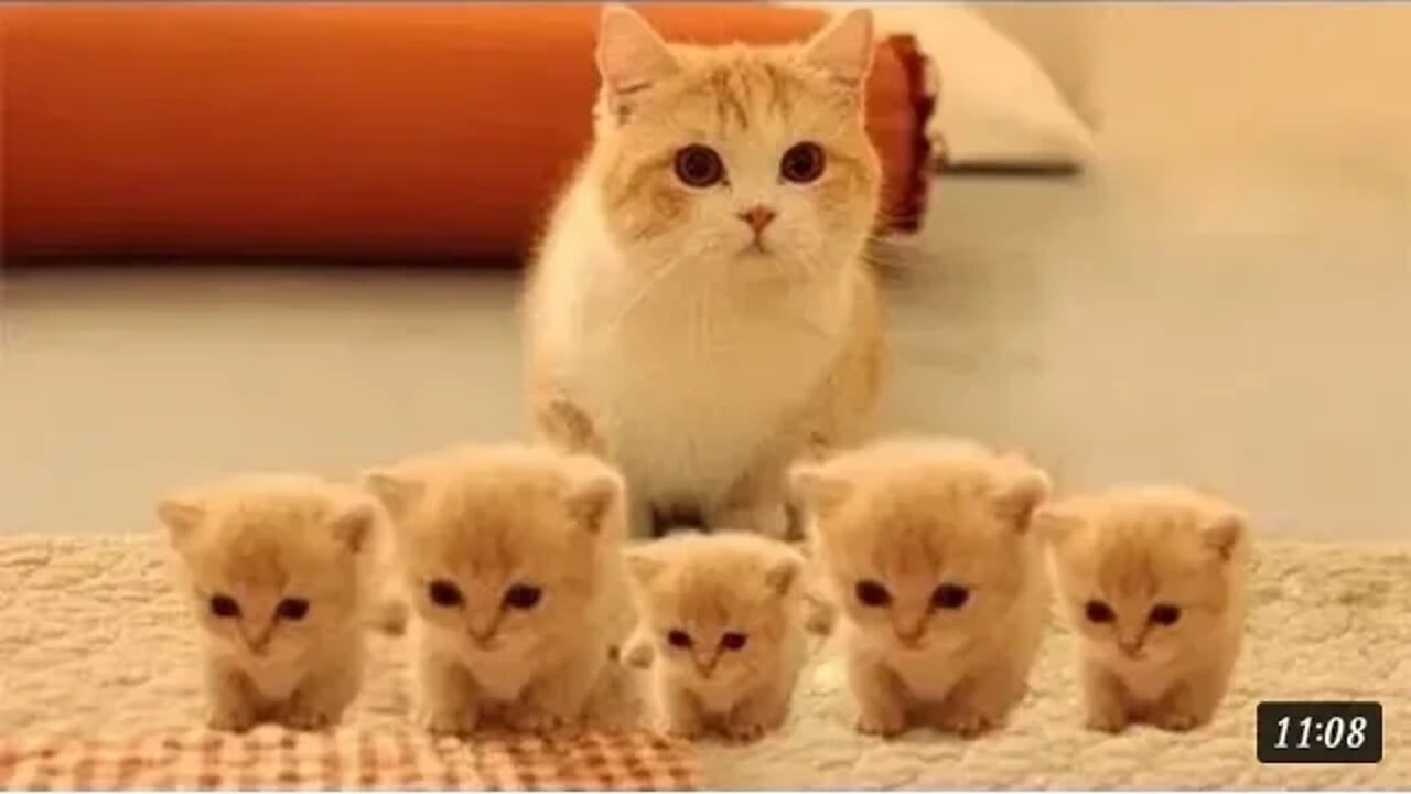 So many cute kittens videos compilation