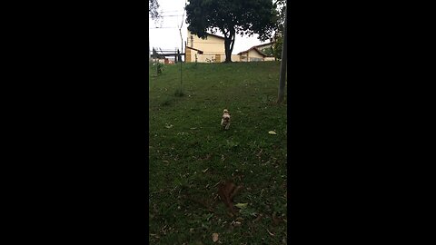 Zinego slowling parque