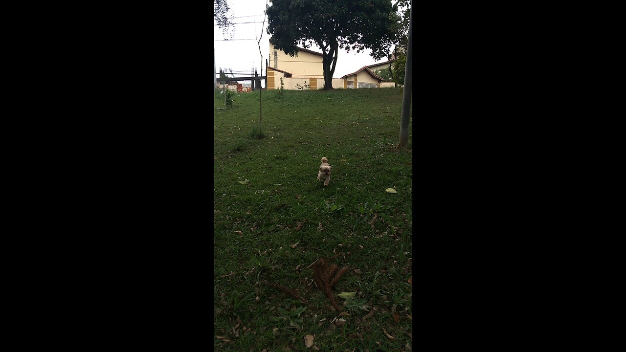 Zinego slowling parque