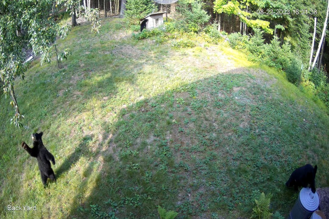 Wisconsin Black Bear and 4 Cubs
