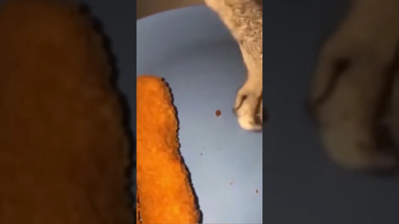 it's #the #one #and #only D-O double G #memedodoubleg cat did not go McDonald's
