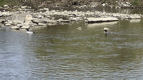 American Mergansers or hybrid ducks