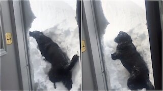 Dog Tries to Paw His Way Out of Buried Home After Newfoundland Blizzard