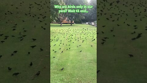 Birds fly south, pitstop only in our yard?!