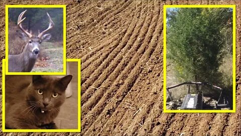 Illinois Farm Vlog; Deer, food plots, hero farm kitty, Future projects & More!