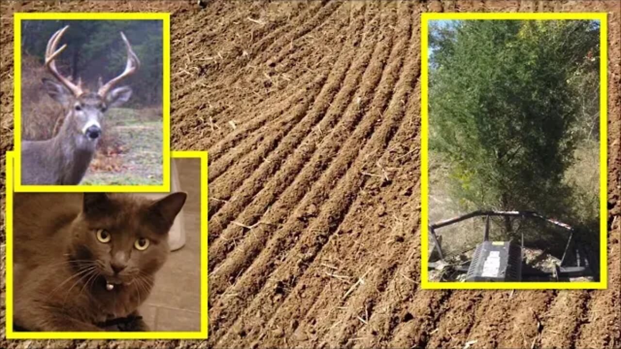Illinois Farm Vlog; Deer, food plots, hero farm kitty, Future projects & More!