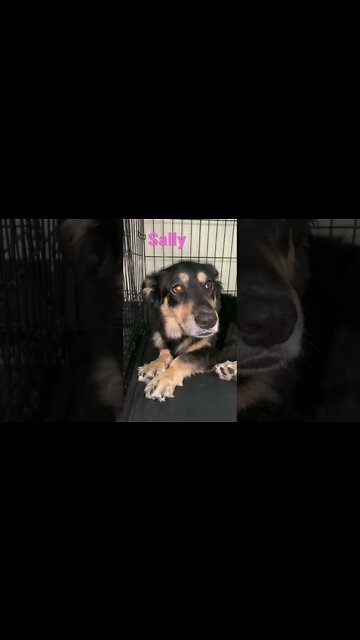[Shorts 0122] SALLY [#dogs #doggos #doggies #puppies #dogdaycare]