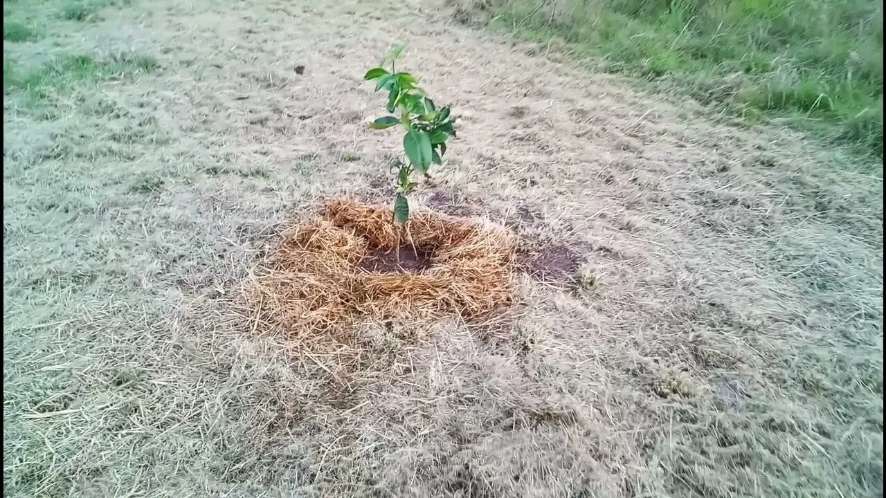Planted our first oranges, 10th December 2021