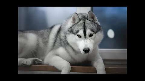 Funny pets 2024||funny cats and dogs Laugh challenge🤣🤣🤣