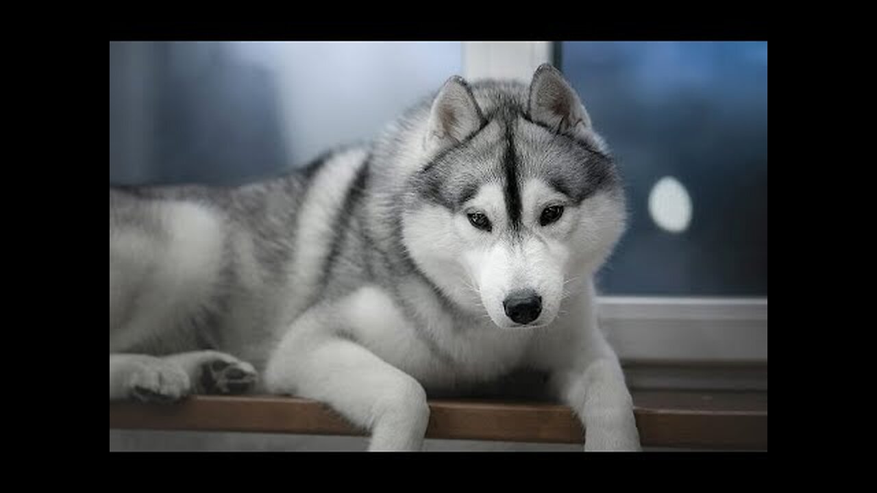 Funny pets 2024||funny cats and dogs Laugh challenge🤣🤣🤣