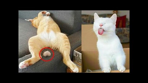 Best Funny Animal Videos of 2023😂😹